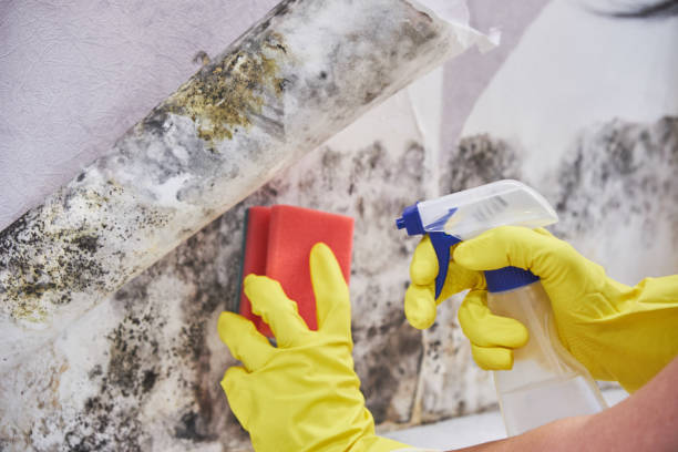 Best Biohazard Mold Removal in USA